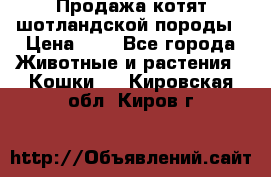 Продажа котят шотландской породы › Цена ­ - - Все города Животные и растения » Кошки   . Кировская обл.,Киров г.